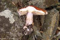 Agaricus rufoolivaceus image