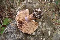 Agaricus rufoolivaceus image