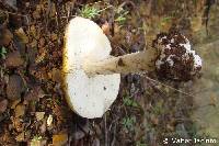 Amanita gioiosa image