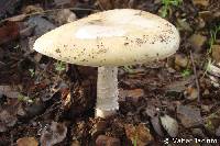 Amanita gioiosa image