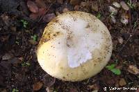 Amanita gioiosa image