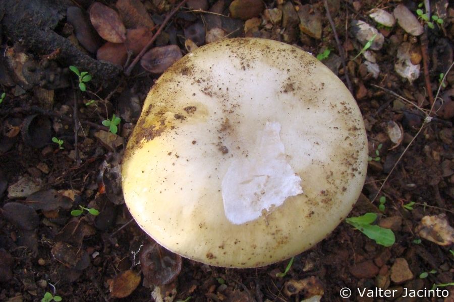 Amanita gioiosa image