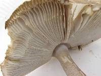 Amanita battarrae image