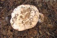 Amanita ponderosa image