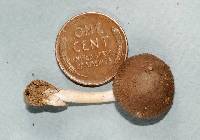 Image of Amanita virginiana