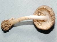 Amanita virginiana image