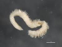 Anthostoma polaris image