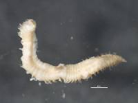 Anthostoma poonensis image