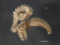 Anthostoma capparidis image