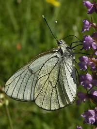 Aporia crataegi image