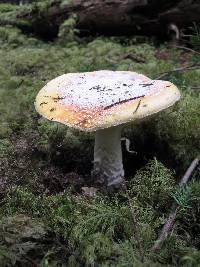 Amanita aprica image