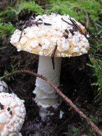 Amanita aprica image