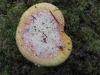 Amanita aprica image