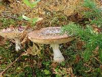 Amanita subjunquillea image