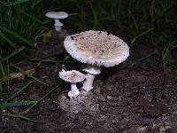 Amanita eliae image