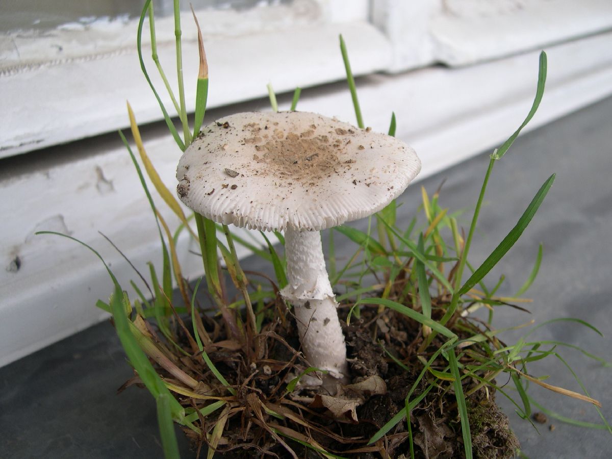 Amanita eliae image