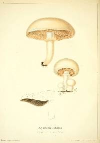 Image of Agaricus edulis