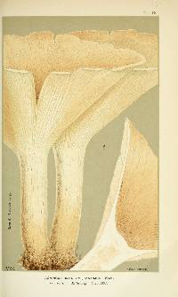 Agaricus maximus image