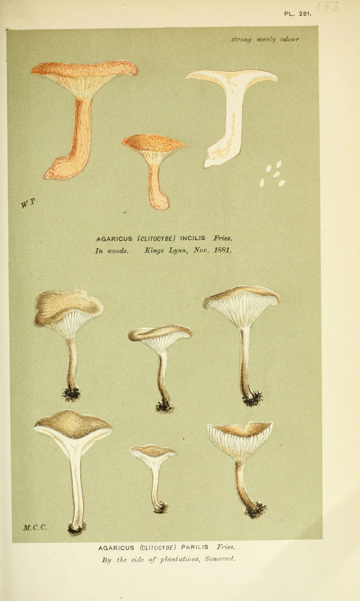 Agaricus parilis image