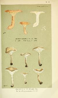 Agaricus parilis image