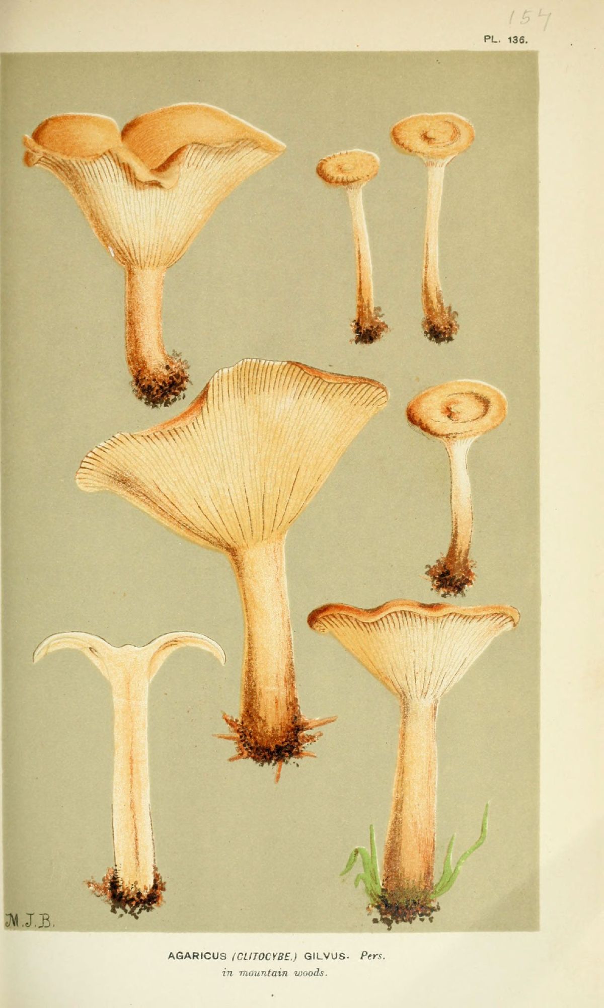 Agaricus gilvus image