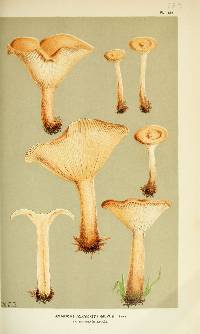 Agaricus gilvus image