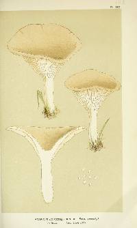 Agaricus senilis image