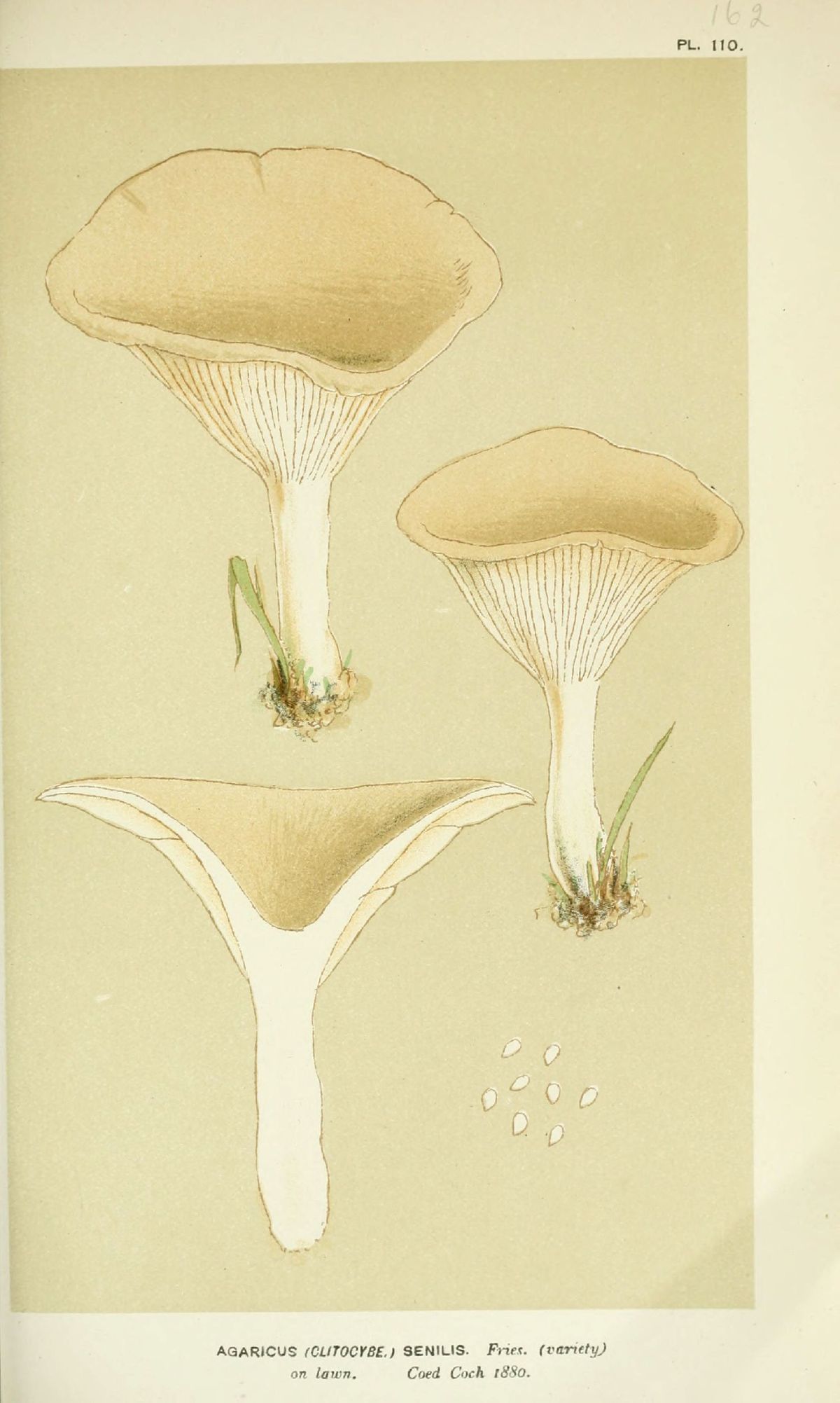 Agaricus senilis image