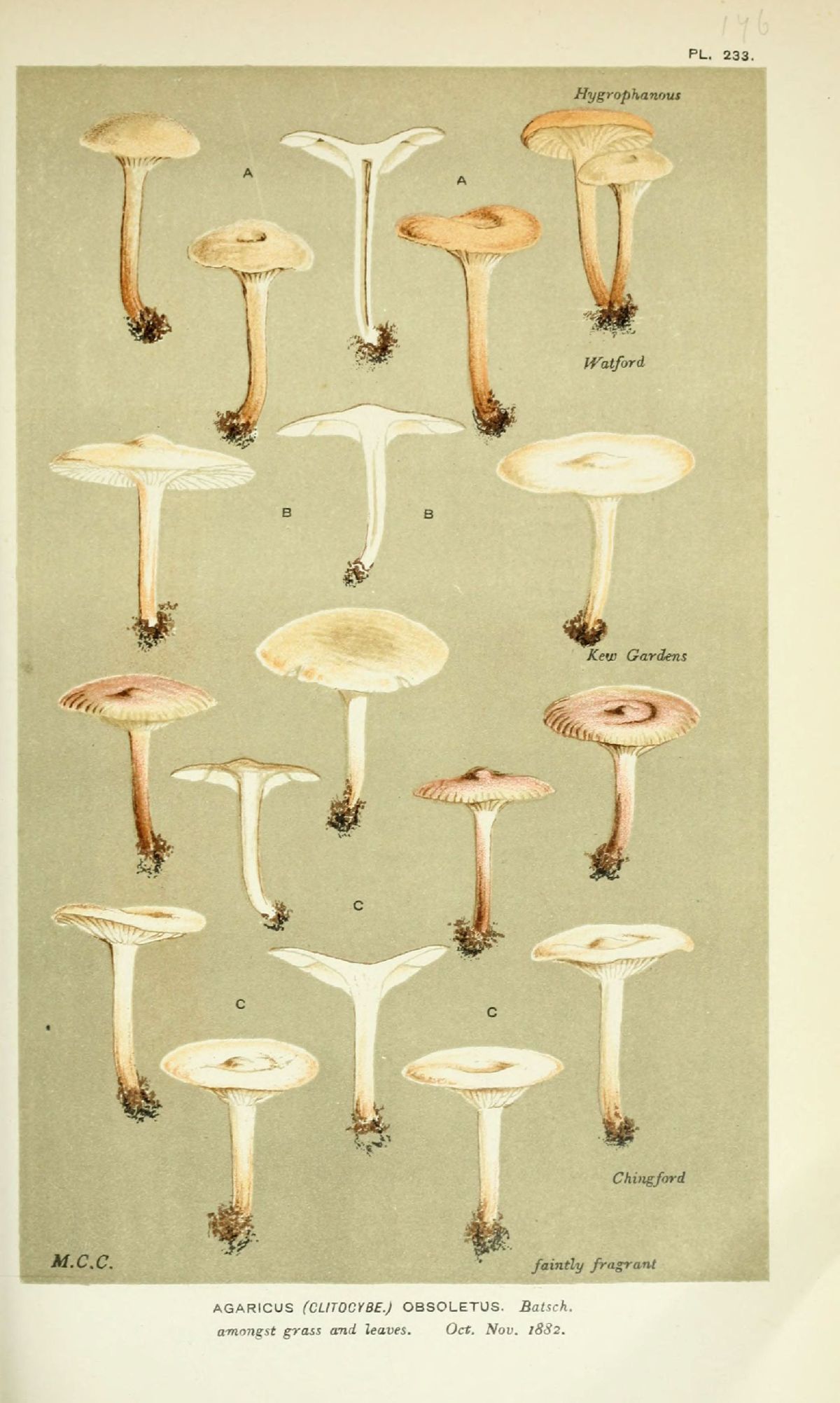 Agaricus obsoletus image