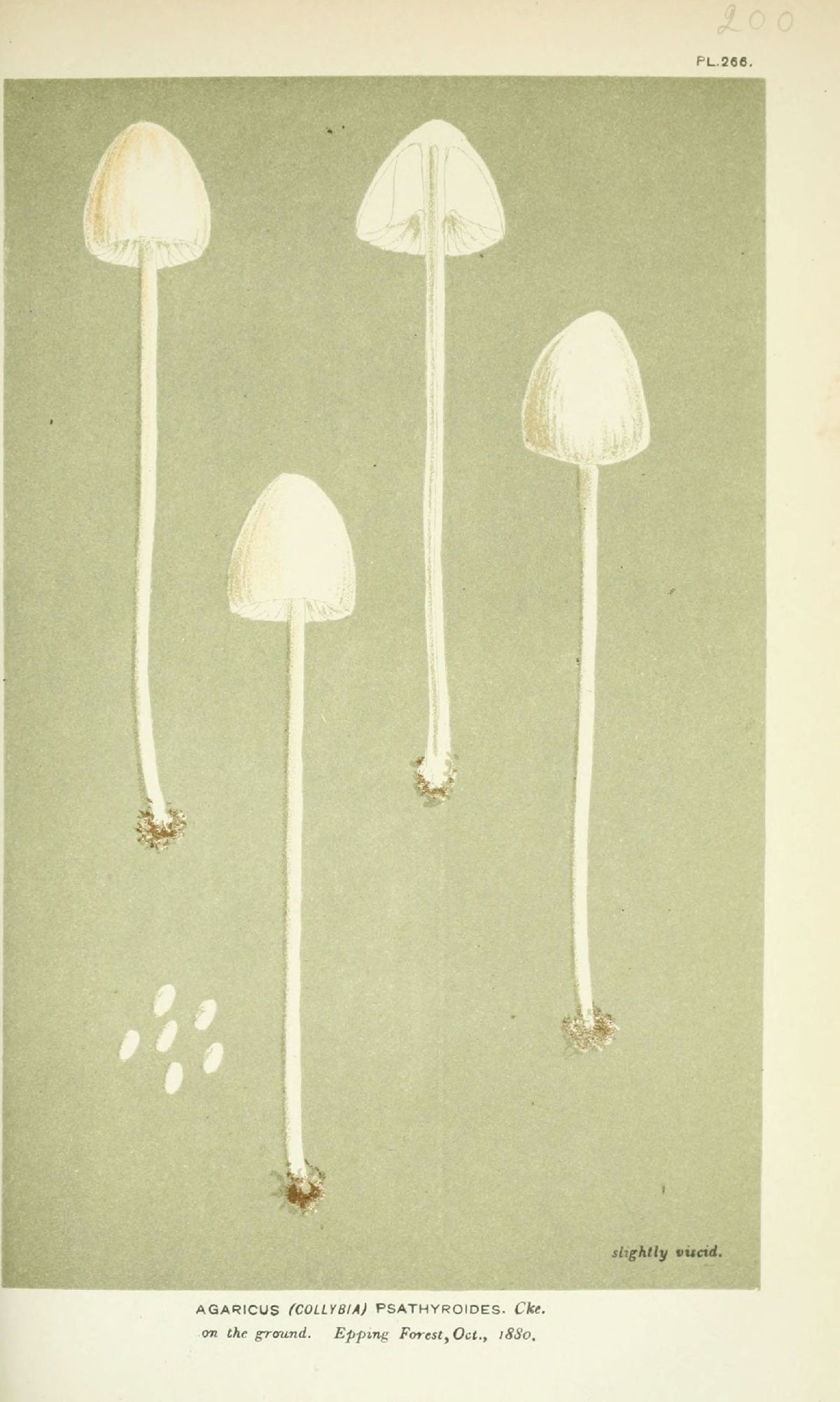 Agaricus psathyroides image