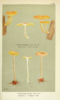 Agaricus macilentus image