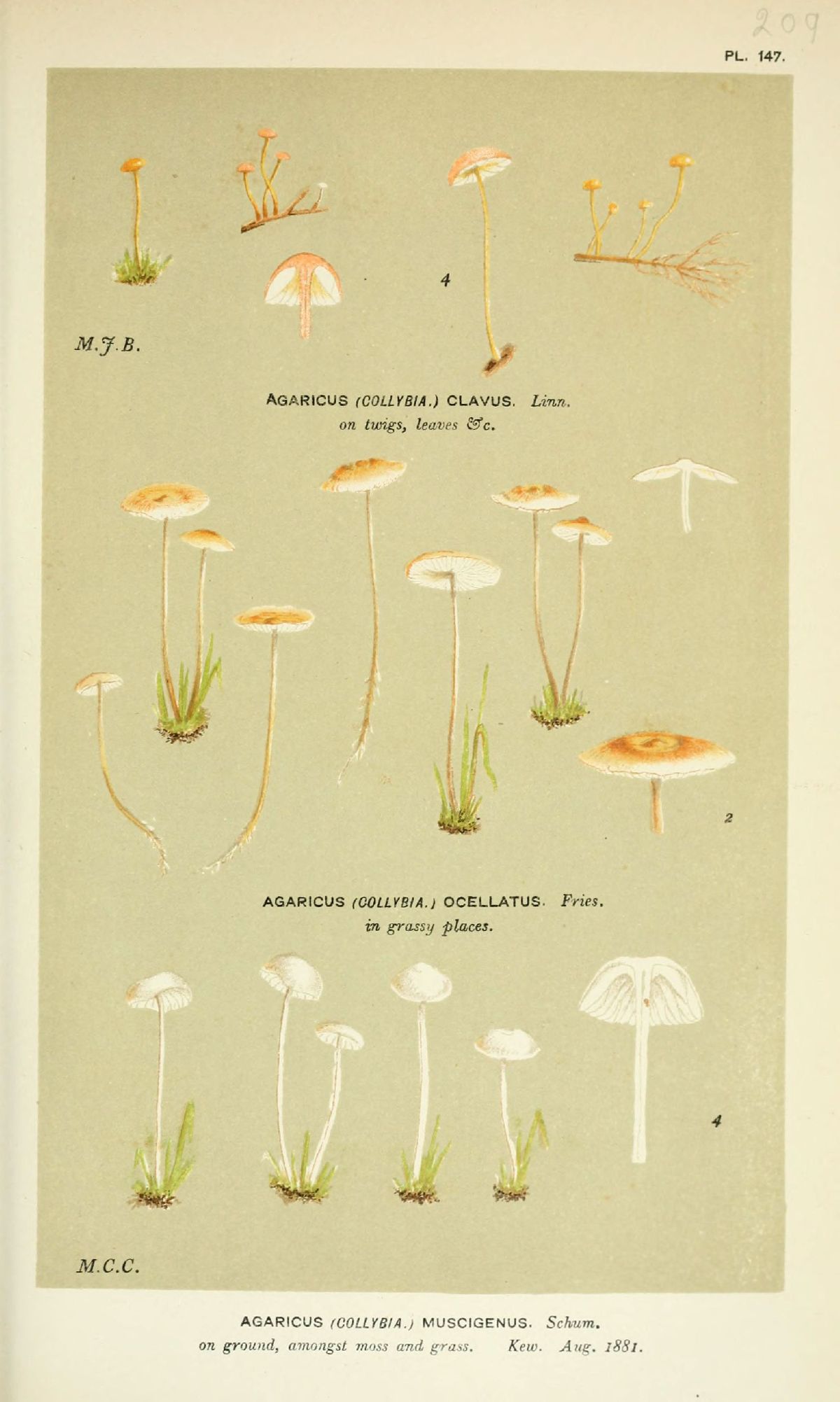 Agaricus clavus image