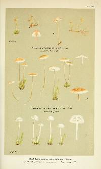 Agaricus clavus image