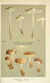 Agaricus coracinus image