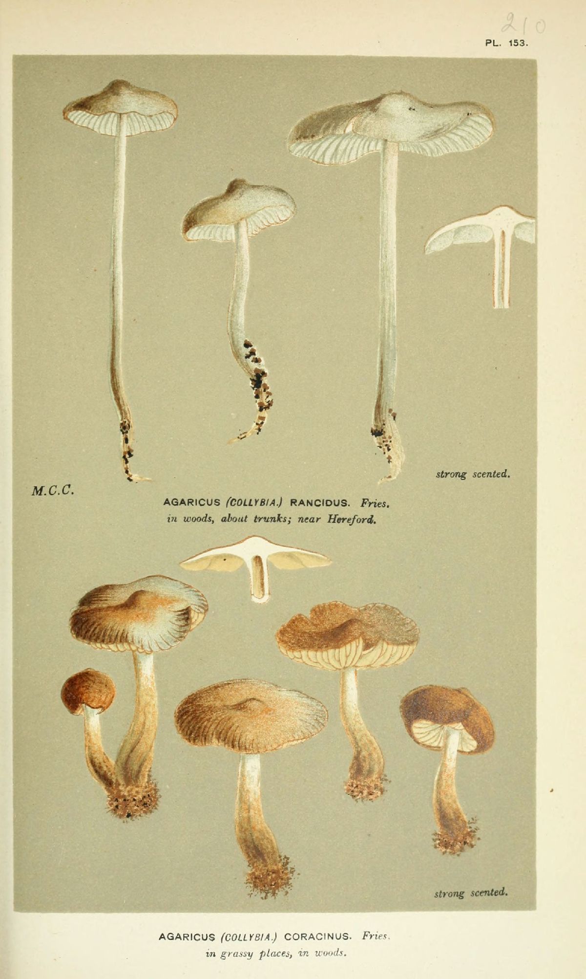 Agaricus coracinus image