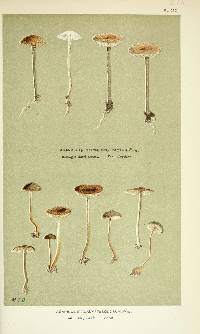 Agaricus protractus image