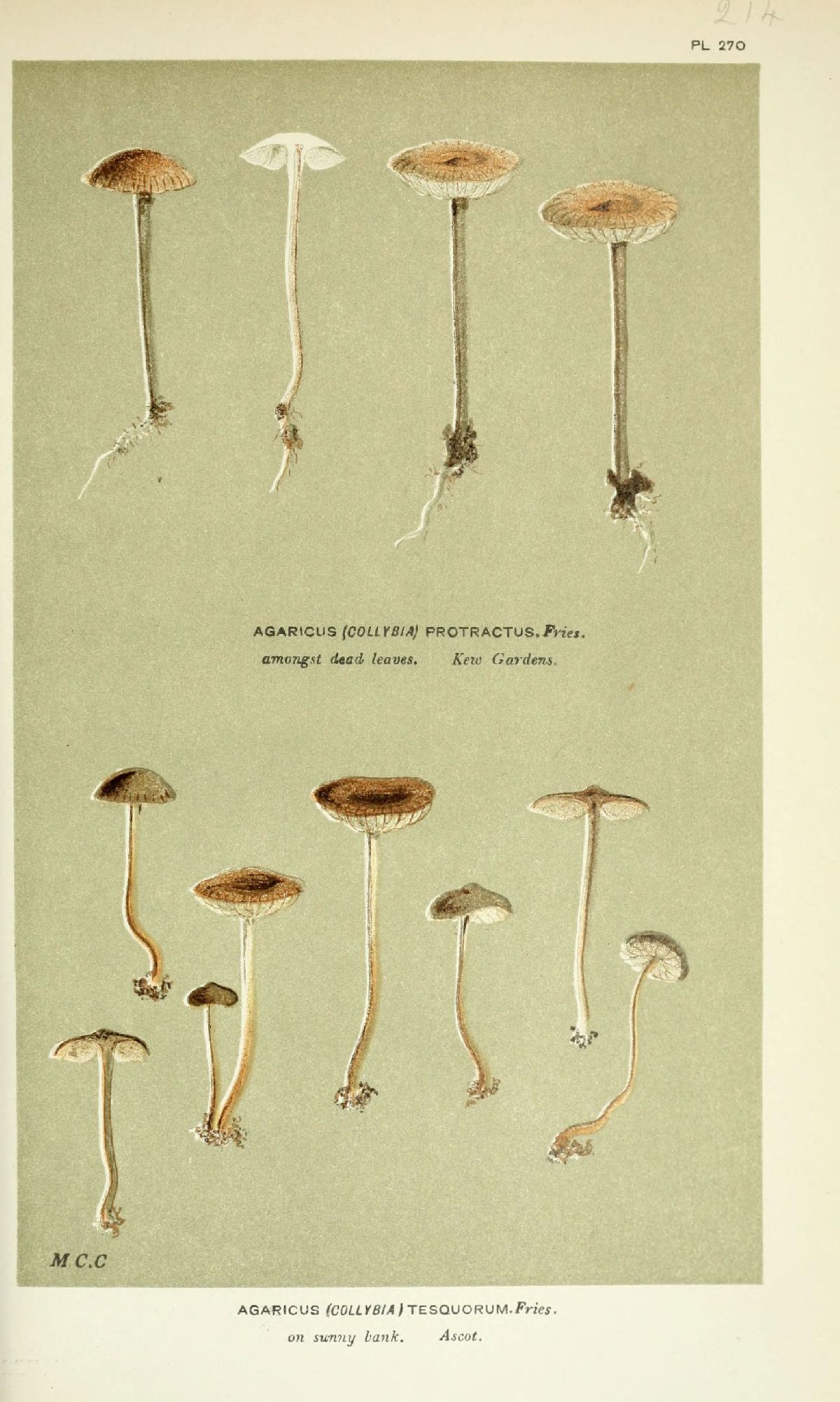 Agaricus protractus image