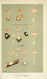 Agaricus strobilinus image