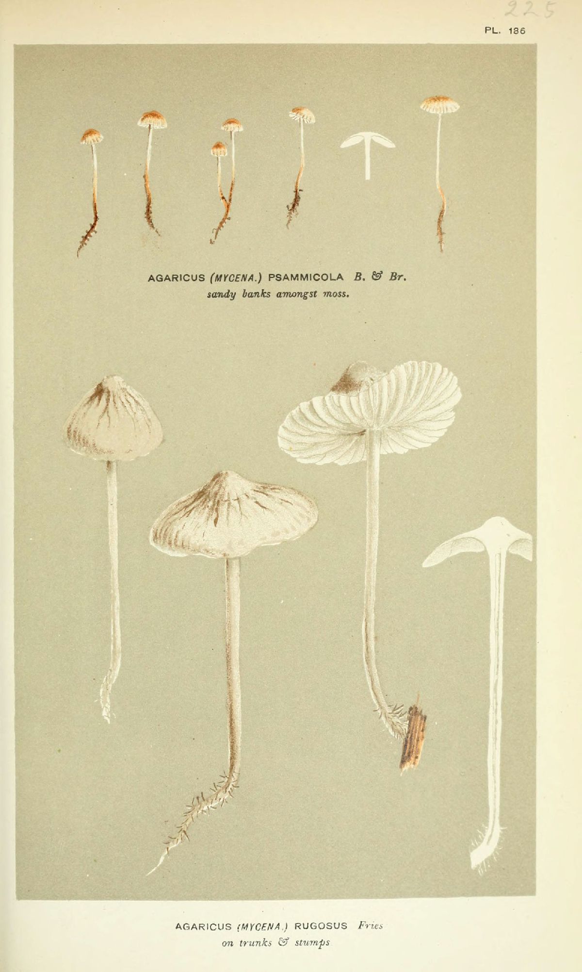 Agaricus psammicola image