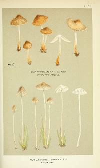 Agaricus stanneus image