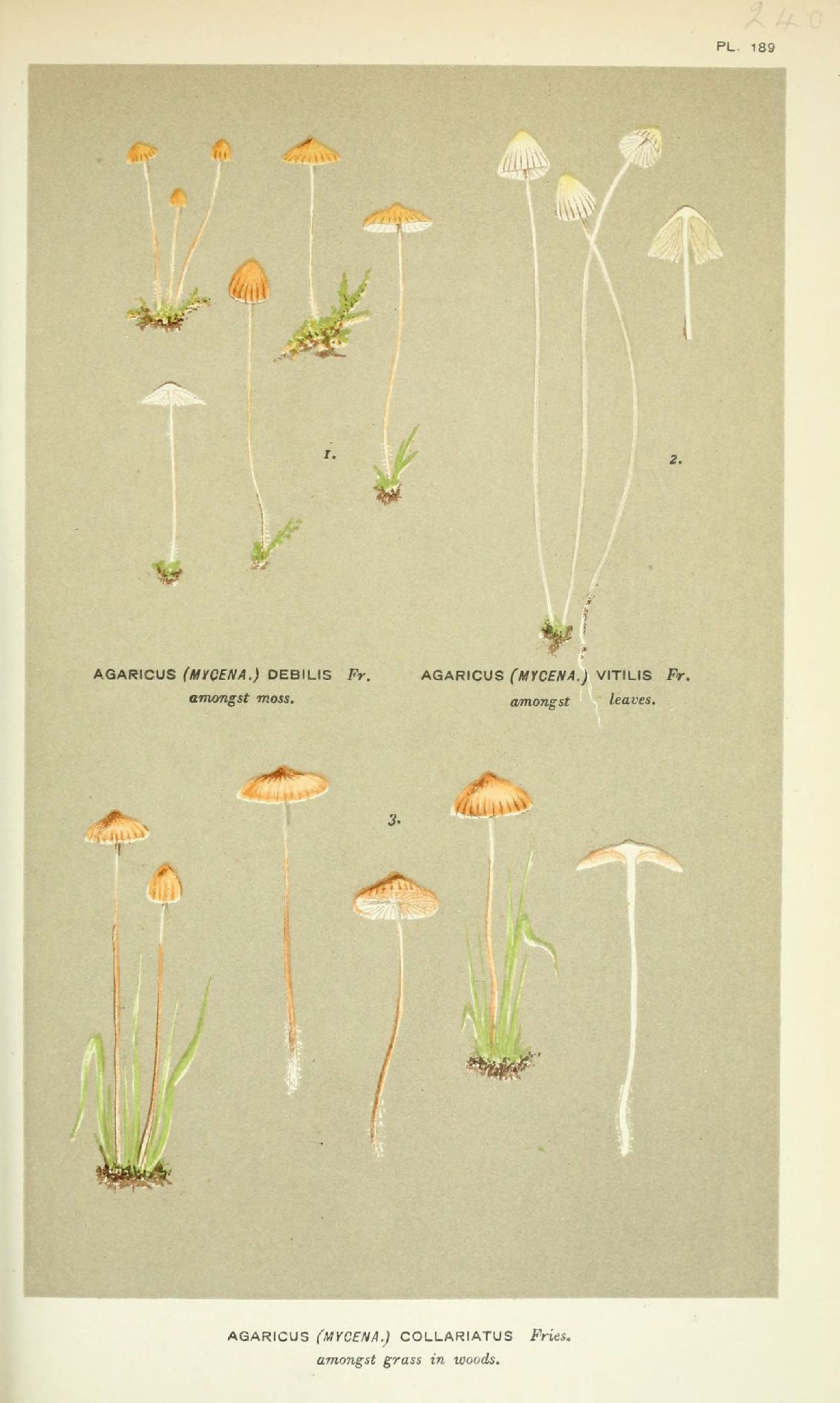 Agaricus debilis image