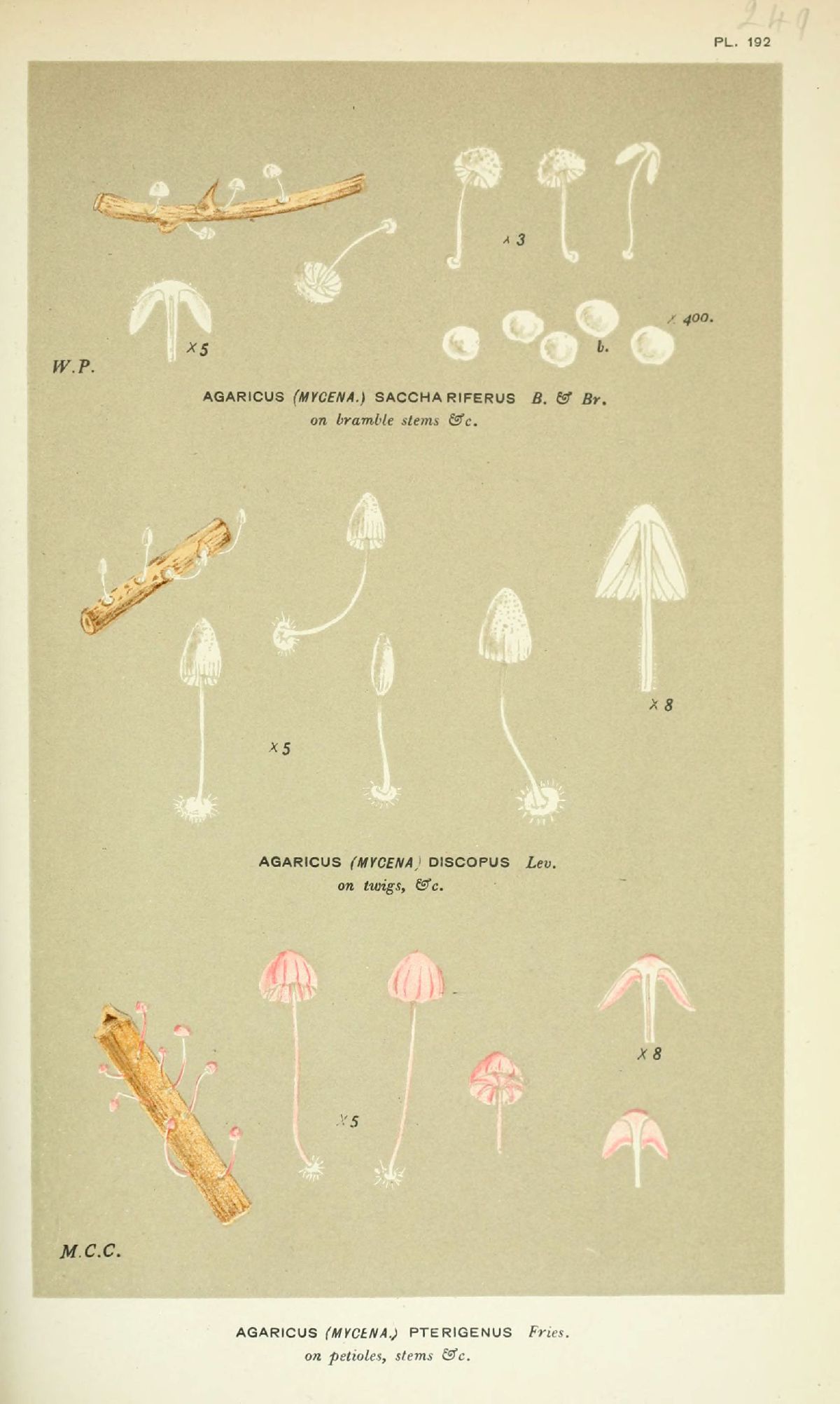 Agaricus discopus image