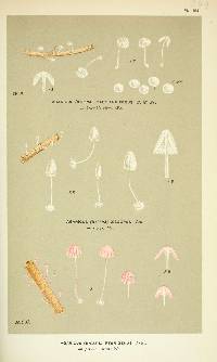Agaricus discopus image