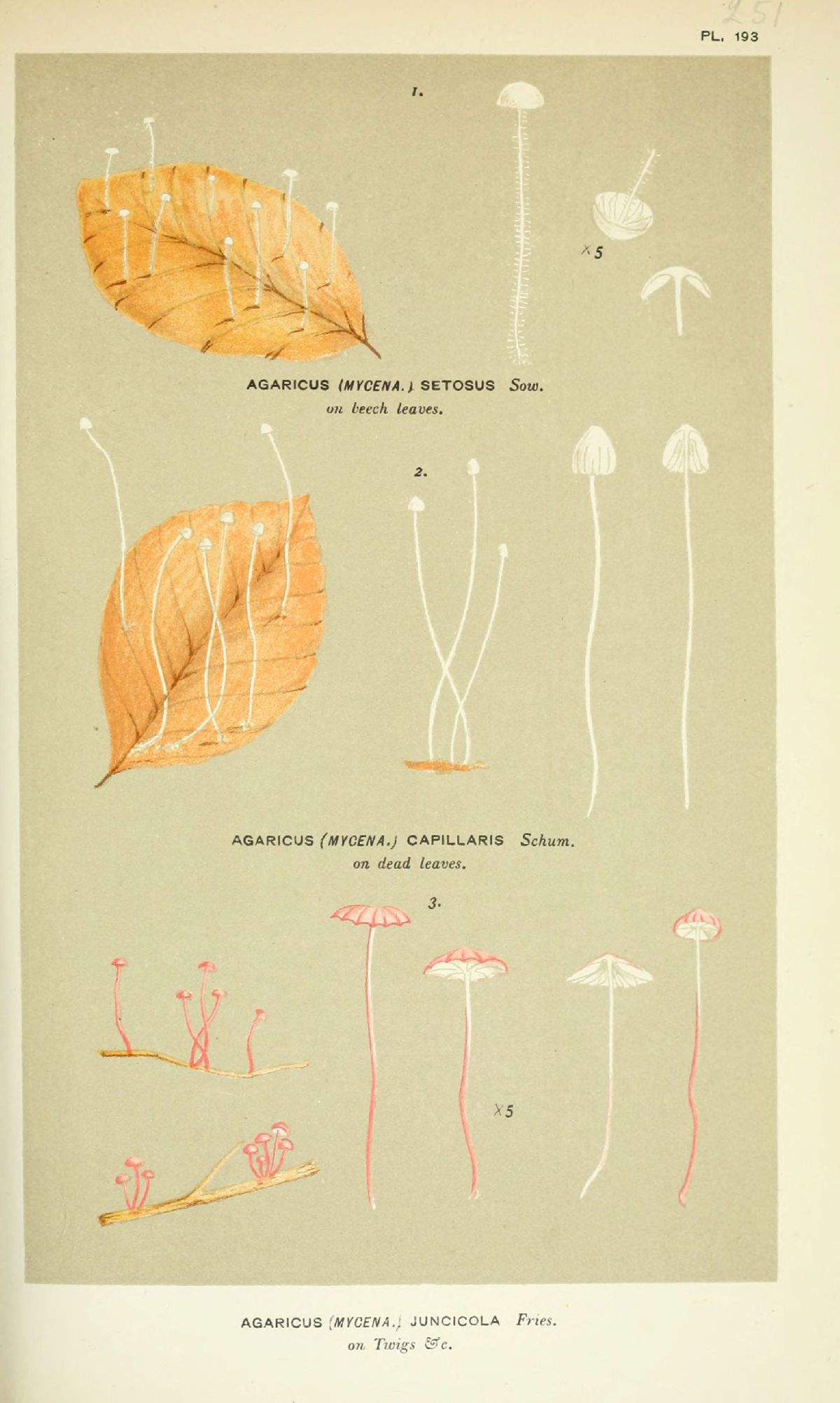 Agaricus juncicola image