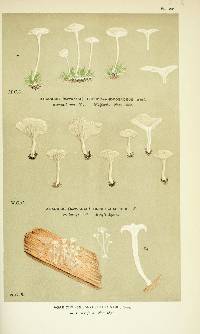 Agaricus pseudoandrosaceus image