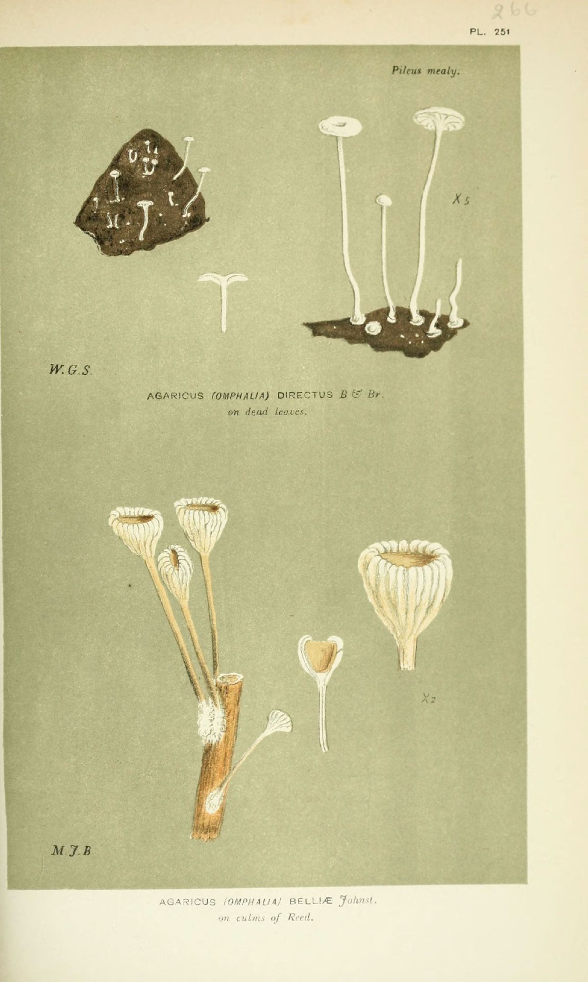 Agaricus directus image