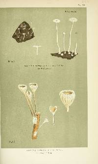 Agaricus directus image