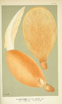 Agaricus pantoleucus image