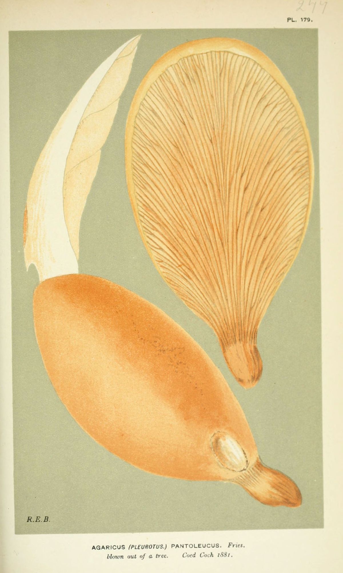 Agaricus pantoleucus image