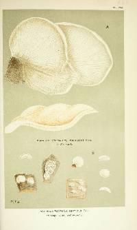 Agaricus septicus image